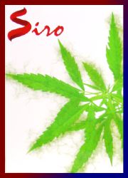 Siro Wild Cannabis Räucherstäbchen