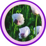 Terra Opium Flora R&auml;ucherst&auml;bchen