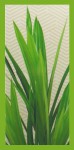 Citronella XL Garten-Räucherstäbchen