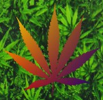 Tulasi Cannabis XL Räucherstäbchen